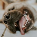Charming close-up of a German Shepherd sleeping with its tongue out, capturing a peaceful moment.