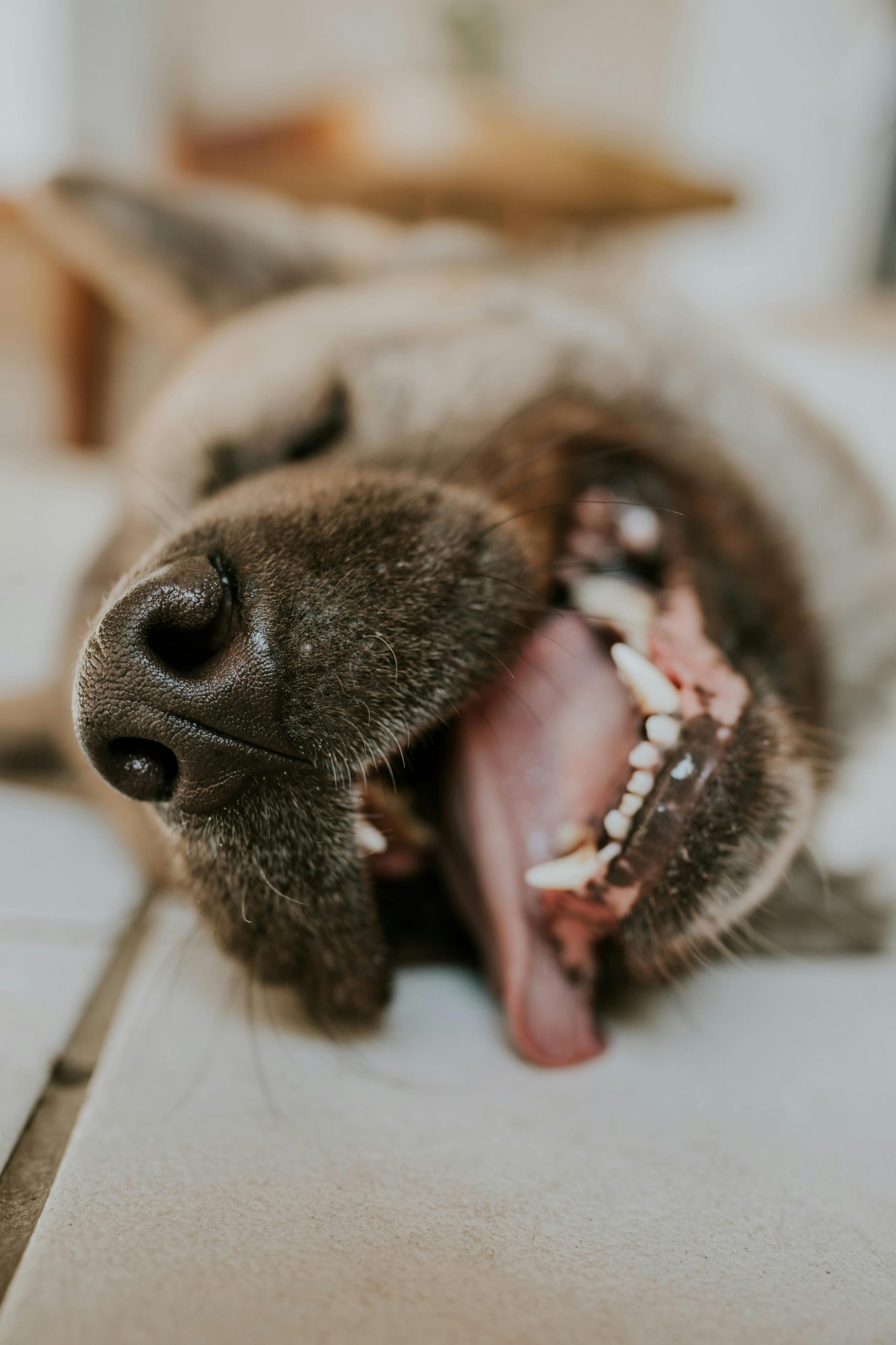 Charming close-up of a German Shepherd sleeping with its tongue out, capturing a peaceful moment.