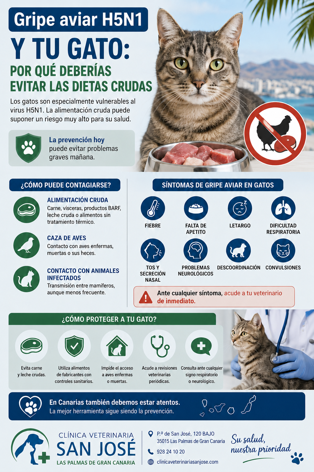 Gripe aviar H5N1 y gatos: riesgos de la dieta BARF - Clínica Veterinaria San José Las Palmas