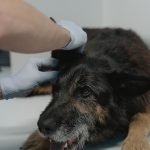 Veterinario examinando a un perro senior durante un chequeo