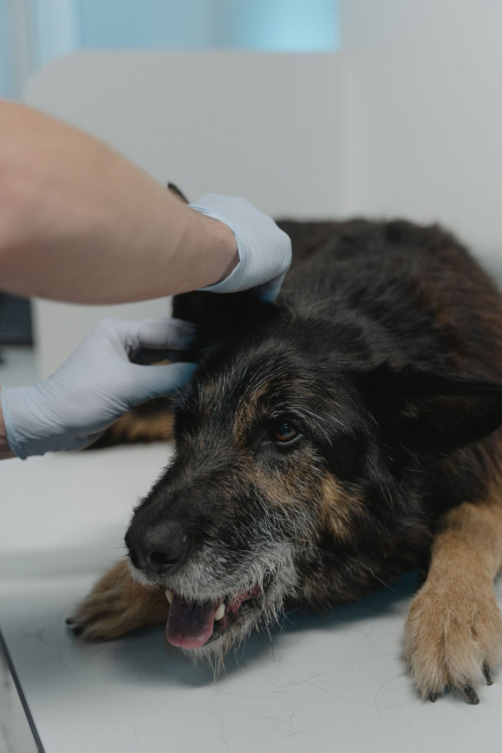 Veterinario examinando a un perro senior durante un chequeo