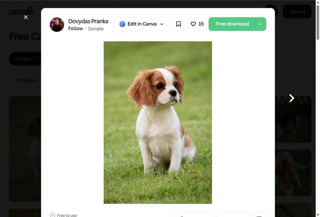 Cachorro Cavalier King Charles Spaniel, una de las razas toy con mayor riesgo de siringomielia