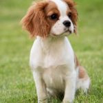 Cachorro Cavalier King Charles Spaniel, una de las razas toy con mayor riesgo de siringomielia