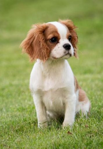 Cachorro Cavalier King Charles Spaniel, una de las razas toy con mayor riesgo de siringomielia