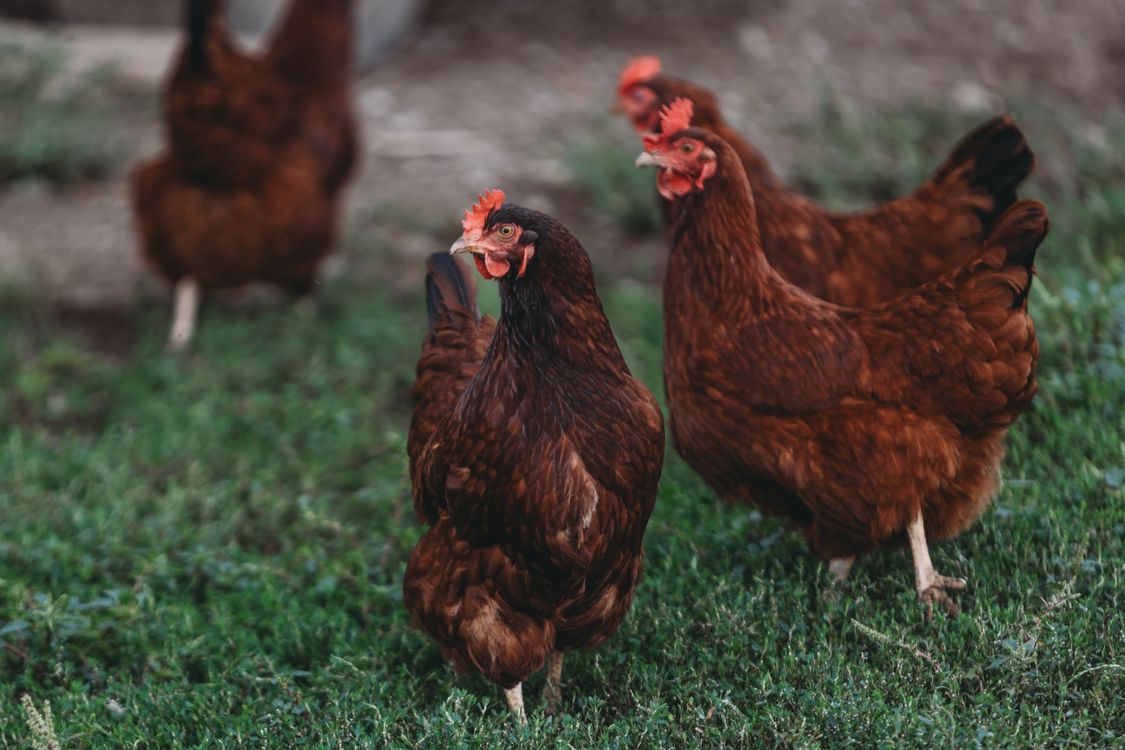 Enfermedad de Newcastle en España: vacunación obligatoria y qué hacer si tienes gallinas en casa