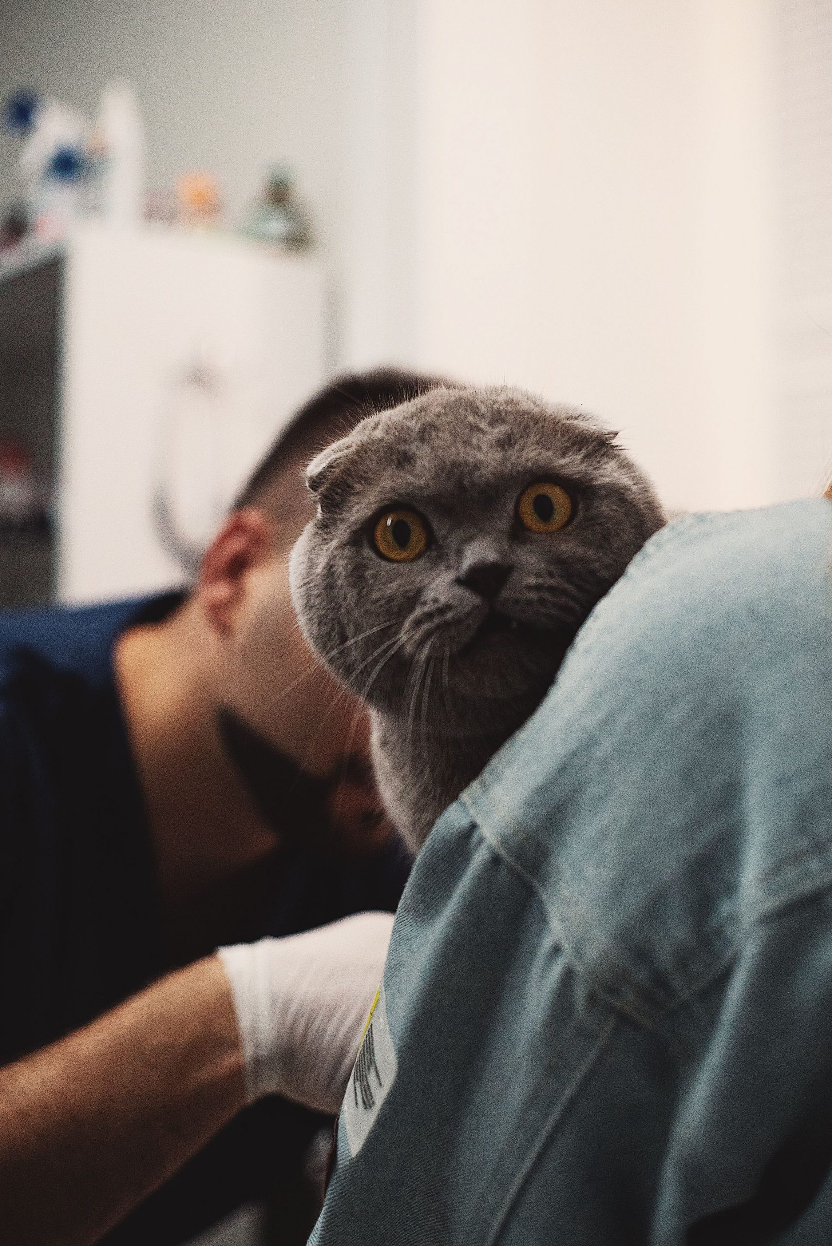 5 millones de gatos en España: por qué tu gato necesita un veterinario felino