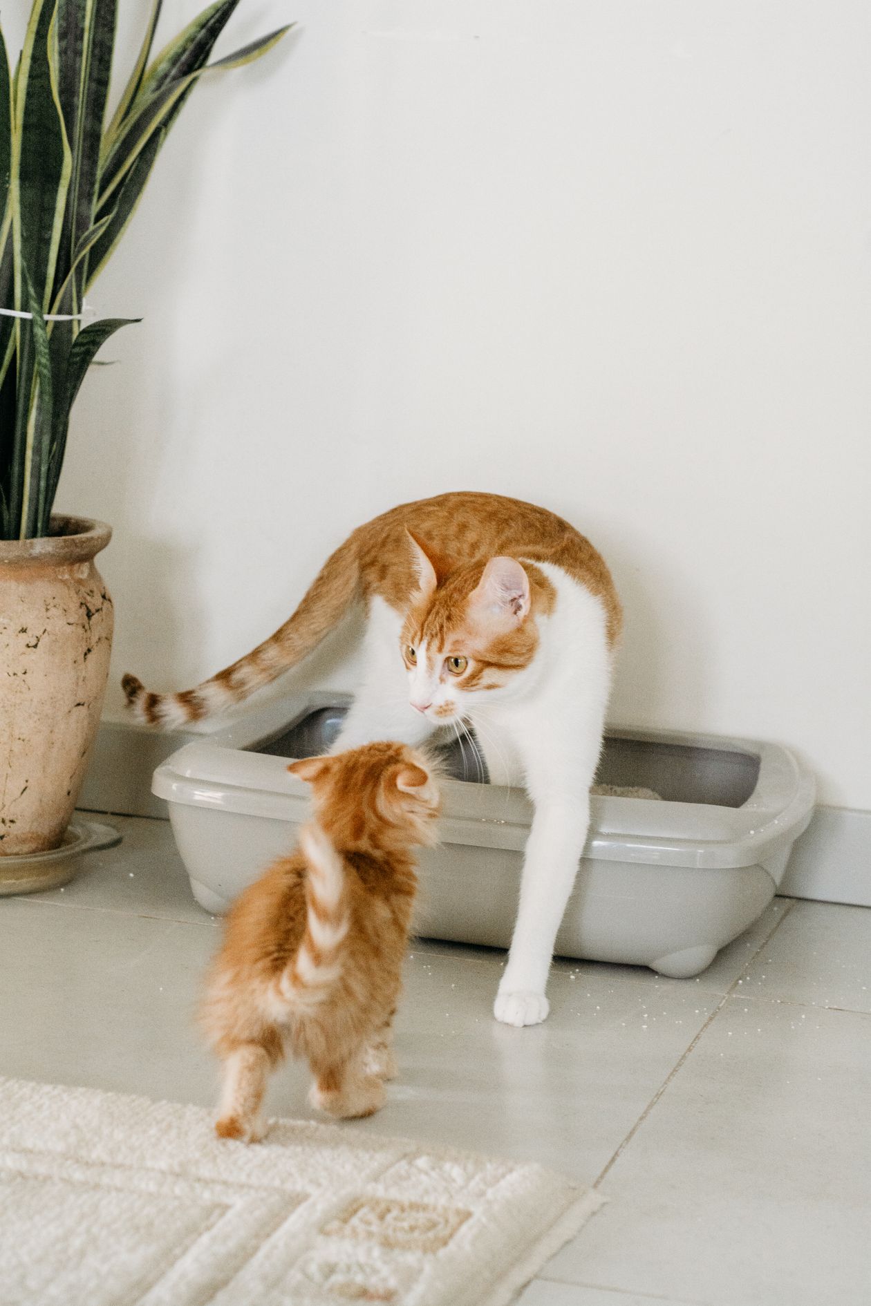 Cajas de arena inteligentes: la nueva aliada contra la enfermedad renal en gatos