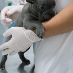 Cachorro de bulldog francés atendido por personal veterinario con guantes en una clínica