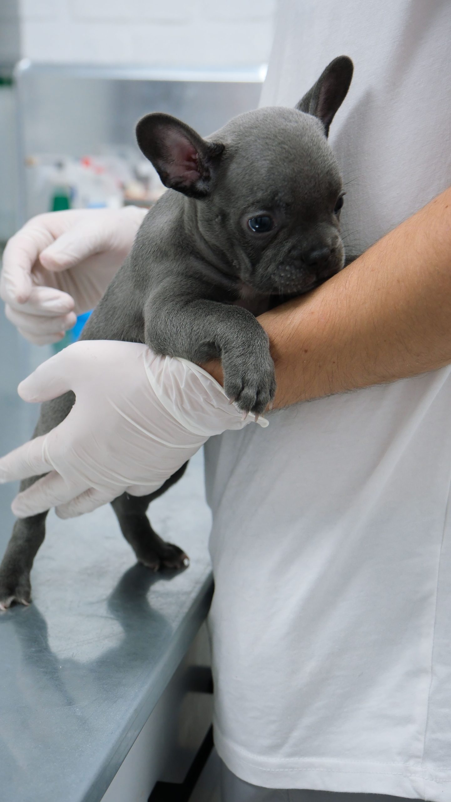 Cachorro de bulldog francés atendido por personal veterinario con guantes en una clínica