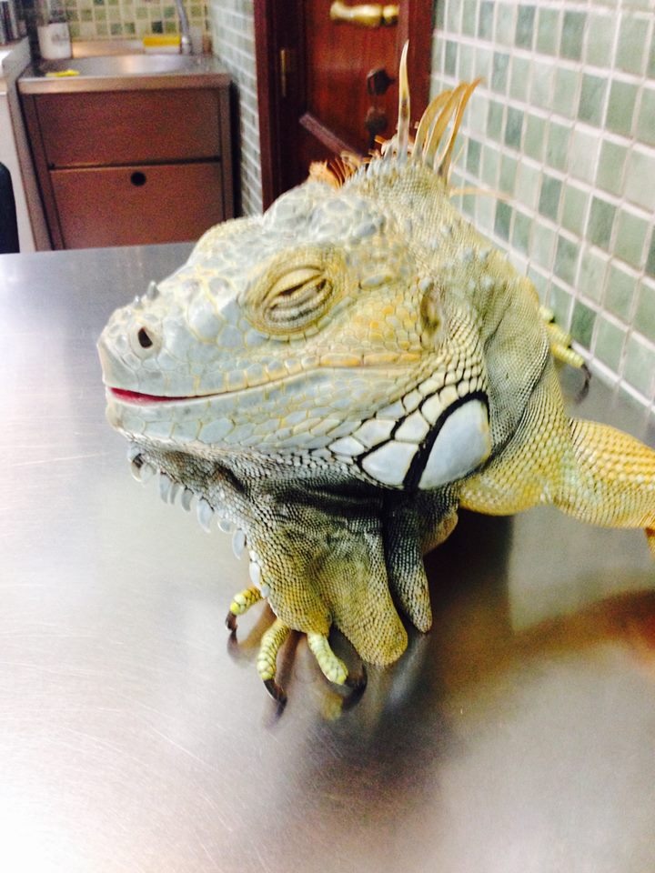 Iguana verde en la mesa de consulta de la Clínica Veterinaria San José