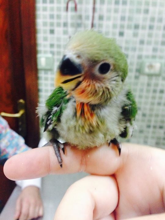Cría de loro sobre una mano durante una revisión en la clínica