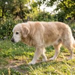 Perro senior de pelo claro caminando con calma por un jardín