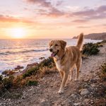 Perro feliz paseando por un camino junto al mar al atardecer