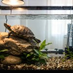 Tortuga acuática en un acuario con roca seca