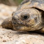 Primer plano de una tortuga con los ojos limpios