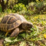 Tortuga de tierra comiendo hojas de diente de león